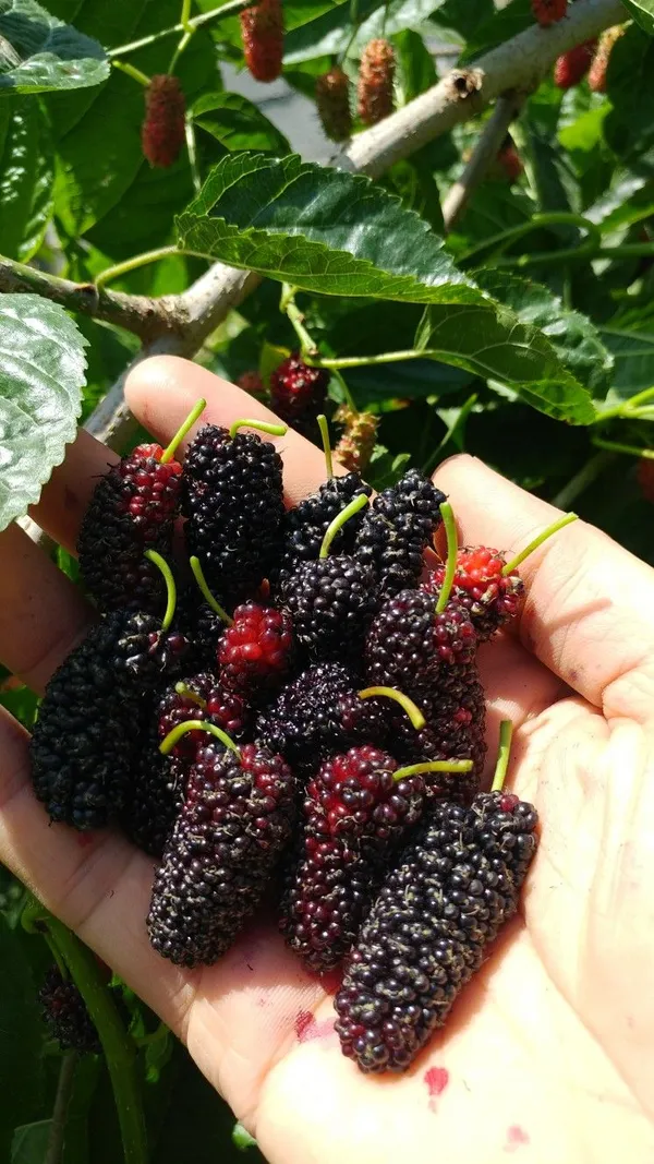 Greenery_Nursery®_Mulberry_Healthy_Fruit_Plant_&_Tree_For_Home_Garden,_Pack_Of_1
