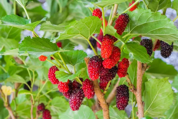 Greenery_Nursery®_Mulberry_Healthy_Fruit_Plant_&_Tree_For_Home_Garden,_Pack_Of_1