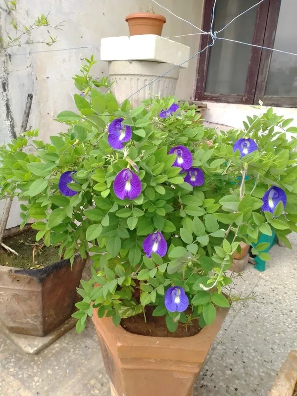 Greenery_Nursery®_Nilkontho/Butterfly_Pea_Easy_To_Care_Flower_Plant_&_Tree_(1.5-3.5_Ft_Height)_For_Home_Garden,_Pack_Of_1
