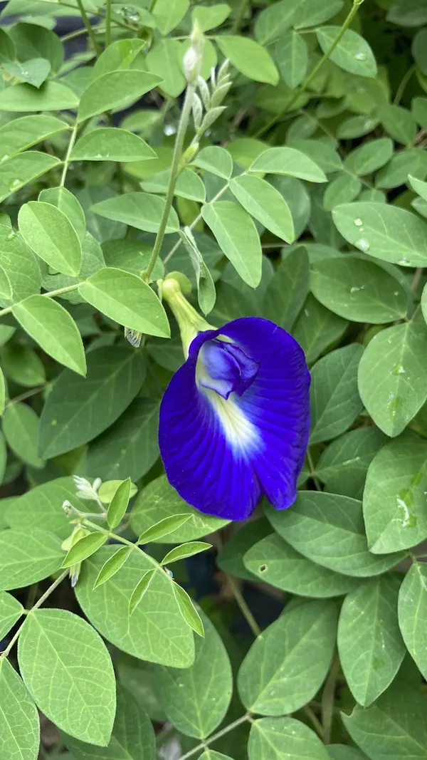 Greenery_Nursery®_Nilkontho/Butterfly_Pea_Easy_To_Care_Flower_Plant_&_Tree_(1.5-3.5_Ft_Height)_For_Home_Garden,_Pack_Of_1