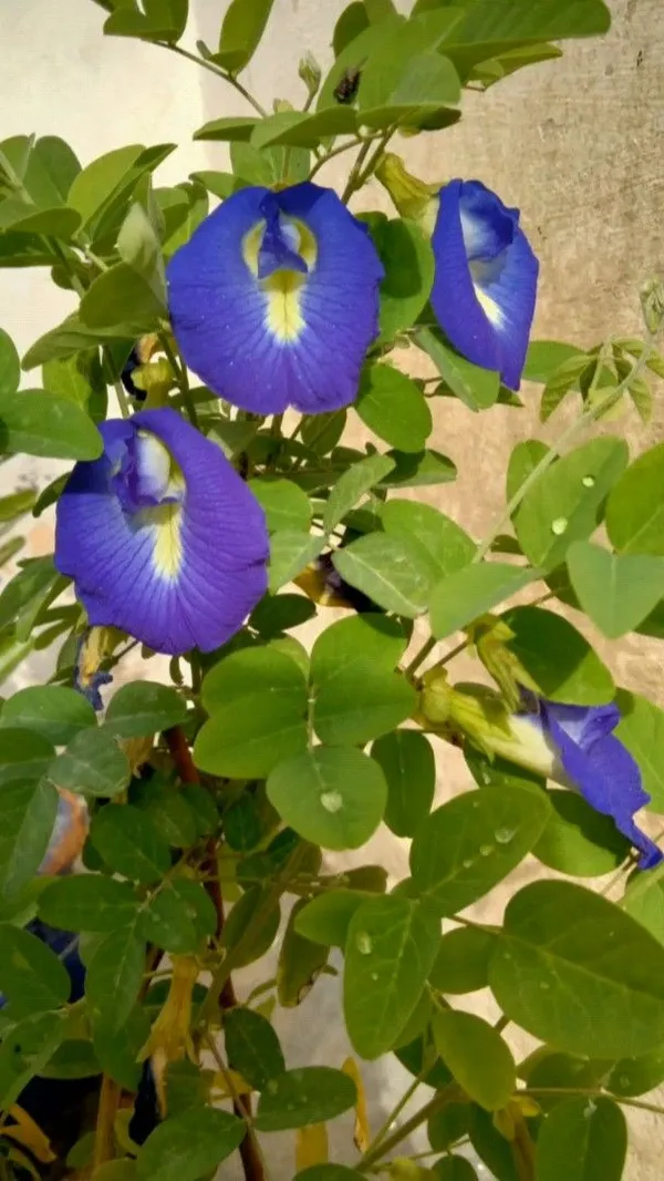 Greenery_Nursery®_Nilkontho/Butterfly_Pea_Easy_To_Care_Flower_Plant_&_Tree_(1.5-3.5_Ft_Height)_For_Home_Garden,_Pack_Of_1