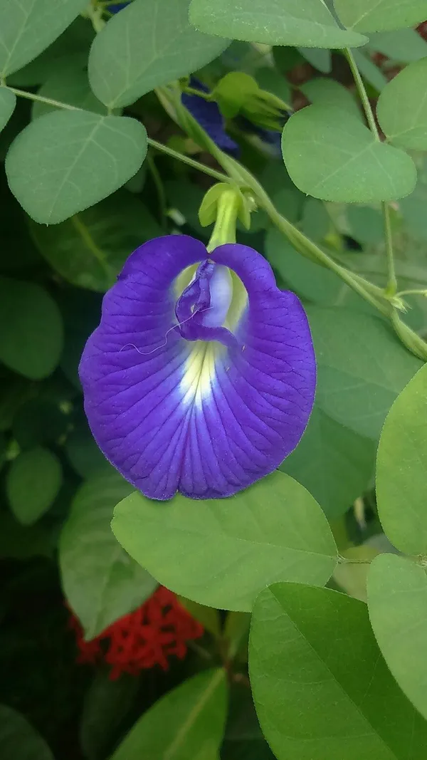 Greenery_Nursery®_Nilkontho/Butterfly_Pea_Easy_To_Care_Flower_Plant_&_Tree_(1.5-3.5_Ft_Height)_For_Home_Garden,_Pack_Of_1