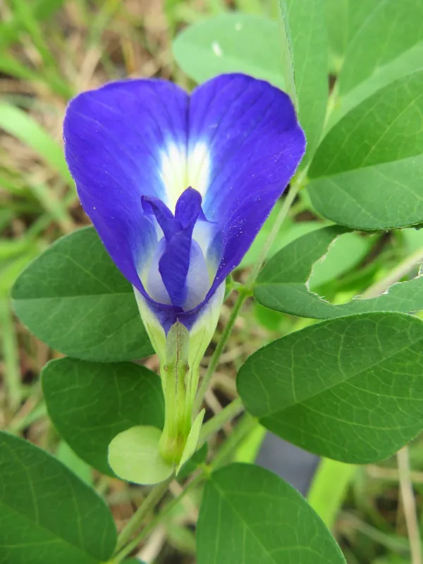 Greenery_Nursery®_Nilkontho/Butterfly_Pea_Easy_To_Care_Flower_Plant_&_Tree_(1.5-3.5_Ft_Height)_For_Home_Garden,_Pack_Of_1