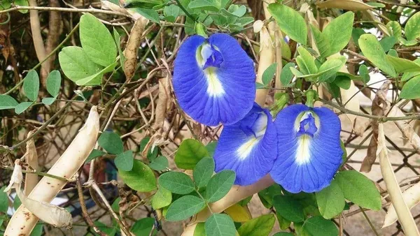 Greenery_Nursery®_Nilkontho/Butterfly_Pea_Easy_To_Care_Flower_Plant_&_Tree_(1.5-3.5_Ft_Height)_For_Home_Garden,_Pack_Of_1