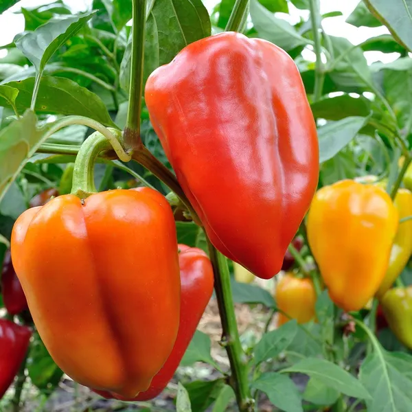Greenery_Nursery®_Organic_Red_Capsicum_Seeds_(20-40_Pieces)_For_Home_Gardening,_Pack_Of_1
