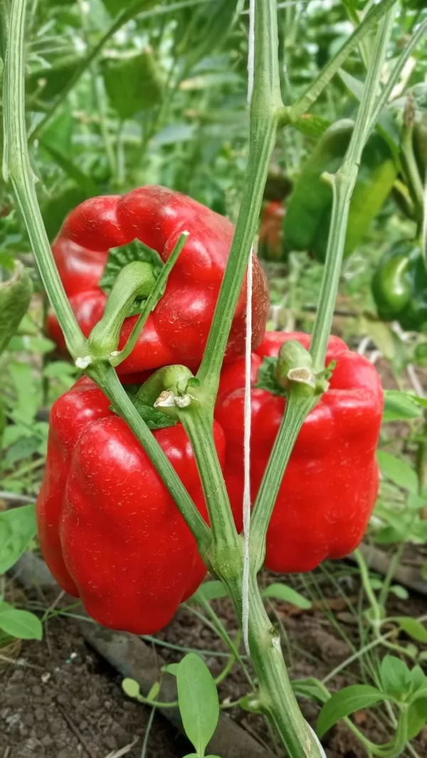 Greenery_Nursery®_Organic_Red_Capsicum_Seeds_(20-40_Pieces)_For_Home_Gardening,_Pack_Of_1
