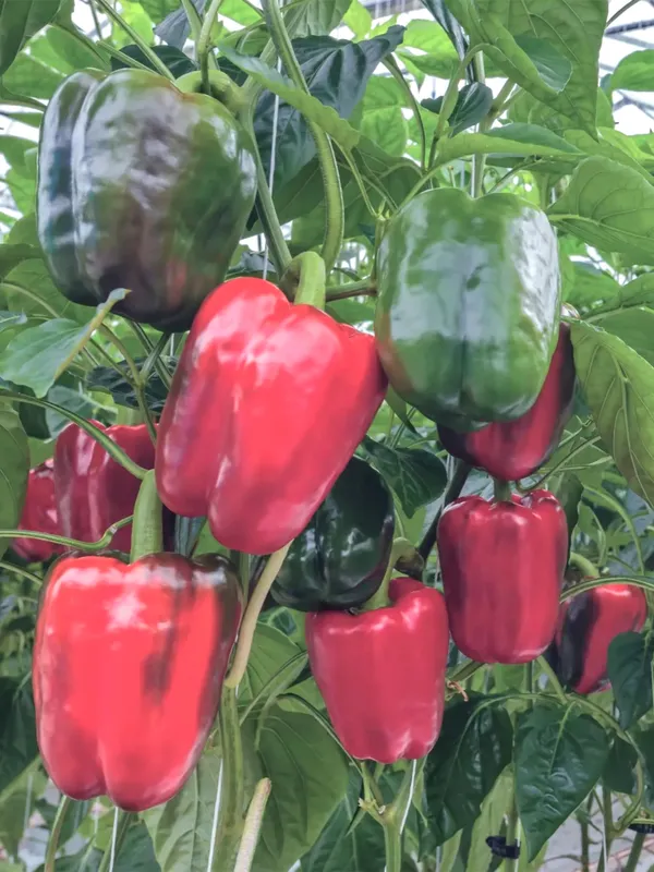 Greenery_Nursery®_Organic_Red_Capsicum_Seeds_(20-40_Pieces)_For_Home_Gardening,_Pack_Of_1