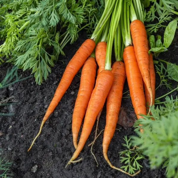 Greenery_Nursery®_Original_Carrot_Seeds_(20-40_Pieces)_For_Easy_Home_Gardening,_Pack_of_1