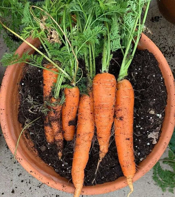 Greenery_Nursery®_Original_Carrot_Seeds_(20-40_Pieces)_For_Easy_Home_Gardening,_Pack_of_1