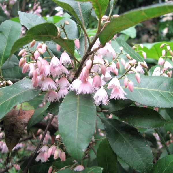 Greenery_Nursery®_Original_Rudraksha_Plant_&_Tree_(1.5-3.5_Ft_Height)_Well_Watered_Hybrid_Rudraksha_Plant,_Pack_Of_1