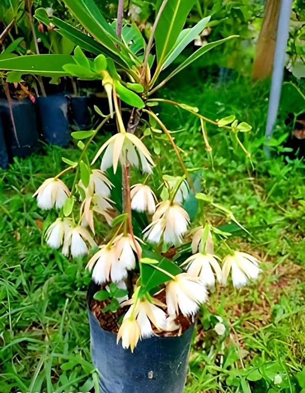 Greenery_Nursery®_Original_Rudraksha_Plant_&_Tree_(1.5-3.5_Ft_Height)_Well_Watered_Hybrid_Rudraksha_Plant,_Pack_Of_1