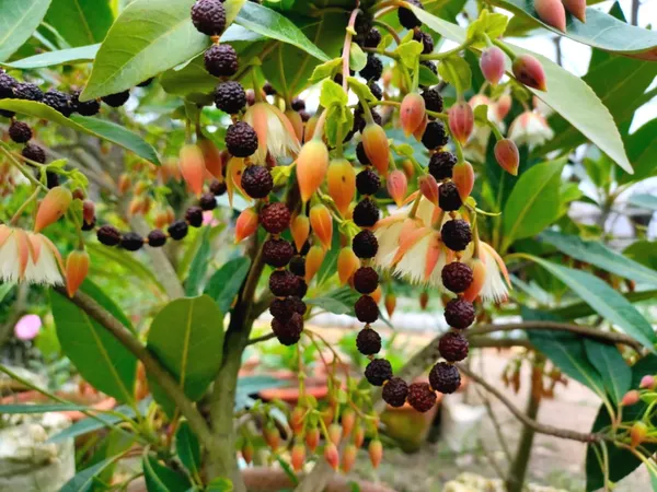 Greenery_Nursery®_Original_Rudraksha_Plant_&_Tree_(1.5-3.5_Ft_Height)_Well_Watered_Hybrid_Rudraksha_Plant,_Pack_Of_1