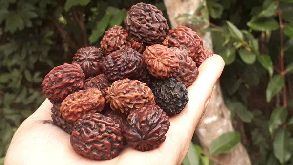 Greenery_Nursery®_Original_Rudraksha_Plant_&_Tree_(1.5-3.5_Ft_Height)_Well_Watered_Hybrid_Rudraksha_Plant,_Pack_Of_1
