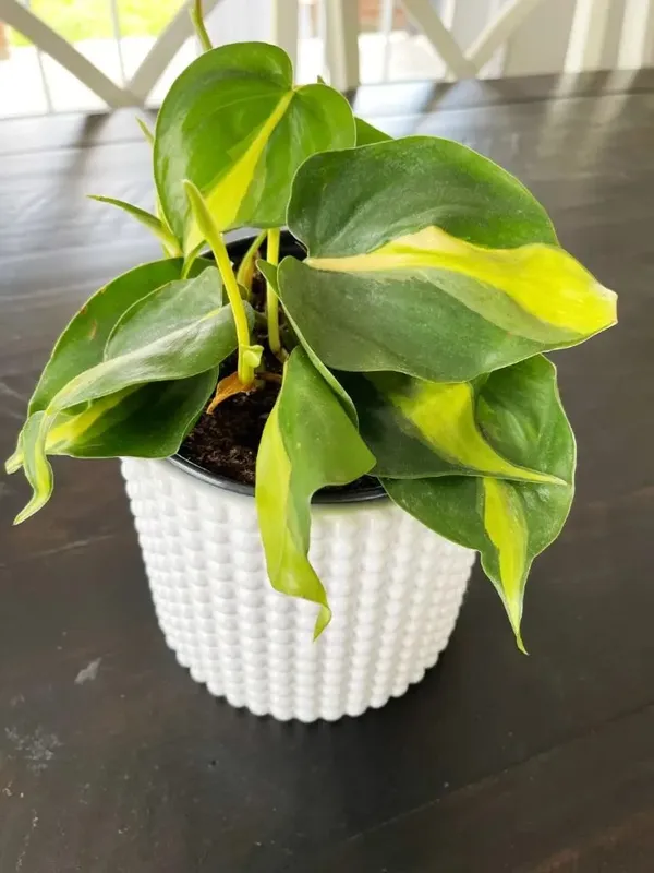 Greenery_Nursery®_Philodendron_Hederaceum_/Scandens_'brasil'_-_Easy_To_Grow_Best_House_Plant,_Pack_Of_1