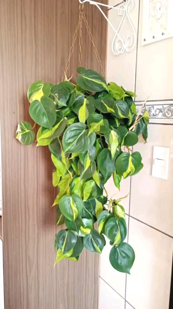 Greenery_Nursery®_Philodendron_Hederaceum_/Scandens_'brasil'_-_Easy_To_Grow_Best_House_Plant,_Pack_Of_1
