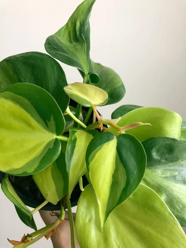 Greenery_Nursery®_Philodendron_Hederaceum_/Scandens_'brasil'_-_Easy_To_Grow_Best_House_Plant,_Pack_Of_1