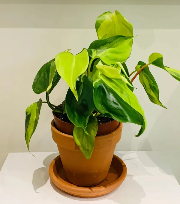 Greenery_Nursery®_Philodendron_Hederaceum_/Scandens_'brasil'_-_Easy_To_Grow_Best_House_Plant,_Pack_Of_1