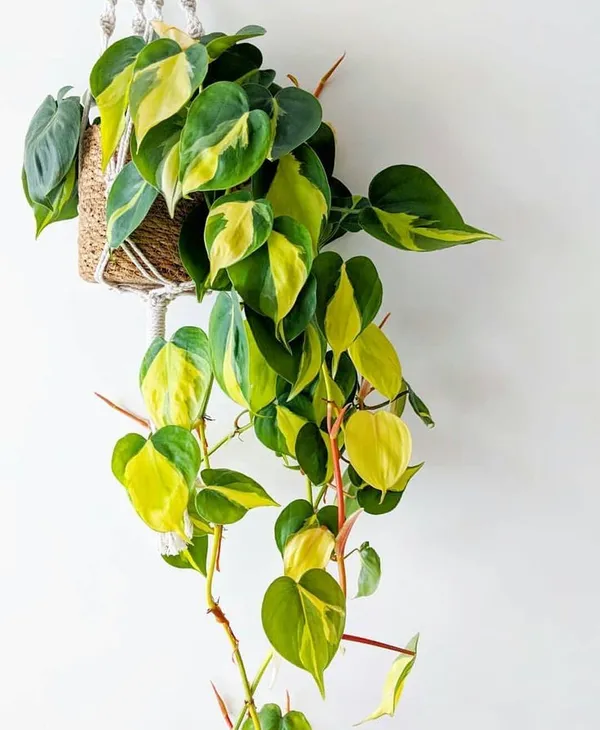 Greenery_Nursery®_Philodendron_Hederaceum_/Scandens_'brasil'_-_Easy_To_Grow_Best_House_Plant,_Pack_Of_1