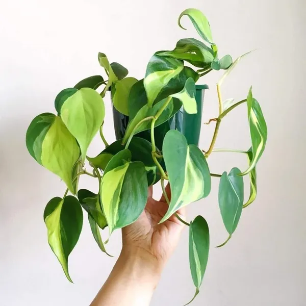 Greenery_Nursery®_Philodendron_Hederaceum_/Scandens_'brasil'_-_Easy_To_Grow_Best_House_Plant,_Pack_Of_1