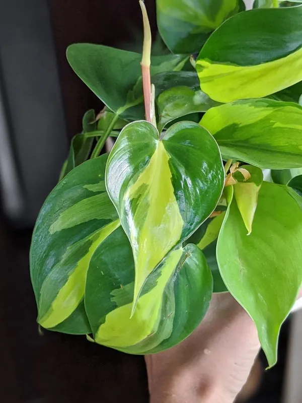 Greenery_Nursery®_Philodendron_Hederaceum_/Scandens_'brasil'_-_Easy_To_Grow_Best_House_Plant,_Pack_Of_1