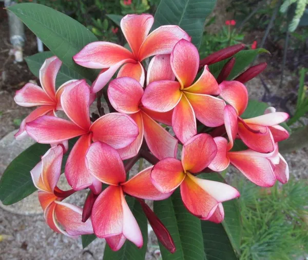 Greenery_Nursery®_Plumeria_Flowering_Plant_&_Tree_(1.5-2.5_Ft_Height)_For_Home_Garden,_Pack_Of_1
