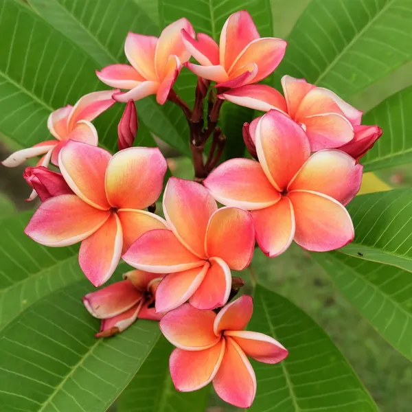 Greenery_Nursery®_Plumeria_Flowering_Plant_&_Tree_(1.5-2.5_Ft_Height)_For_Home_Garden,_Pack_Of_1