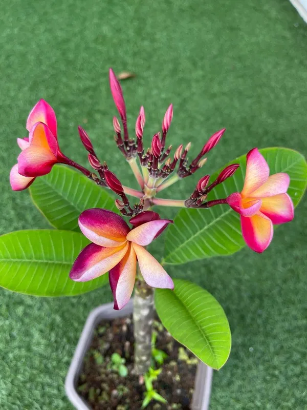 Greenery_Nursery®_Plumeria_Flowering_Plant_&_Tree_(1.5-2.5_Ft_Height)_For_Home_Garden,_Pack_Of_1