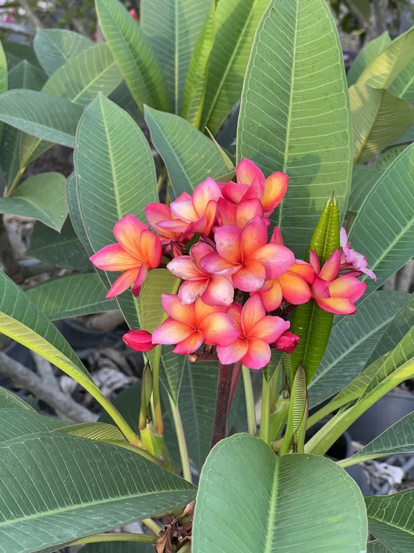 Greenery_Nursery®_Plumeria_Flowering_Plant_&_Tree_(1.5-2.5_Ft_Height)_For_Home_Garden,_Pack_Of_1