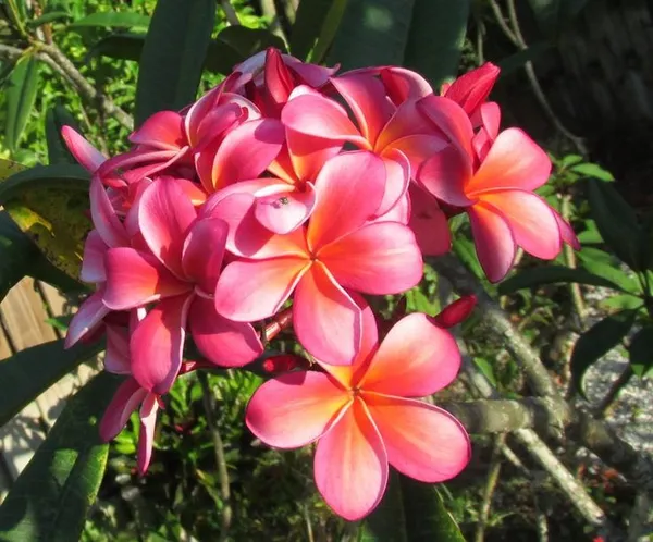 Greenery_Nursery®_Plumeria_Flowering_Plant_&_Tree_(1.5-2.5_Ft_Height)_For_Home_Garden,_Pack_Of_1