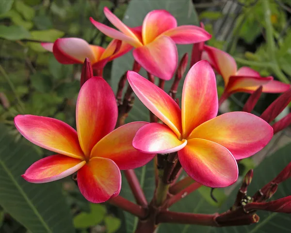 Greenery_Nursery®_Plumeria_Flowering_Plant_&_Tree_(1.5-2.5_Ft_Height)_For_Home_Garden,_Pack_Of_1