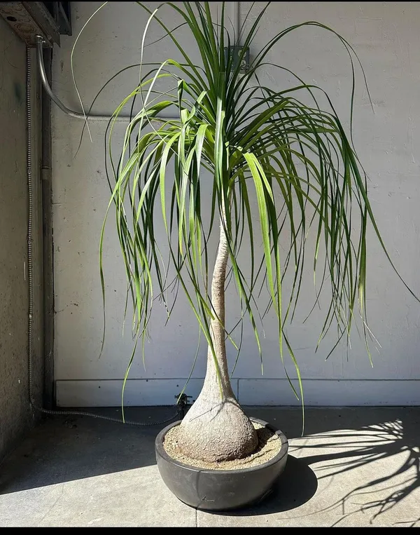 Greenery_Nursery®_Ponytail_Palm_Best_Indoor/Outdoor_Plant_For_Home/Office/Garden_Decor,_Pack_Of_1