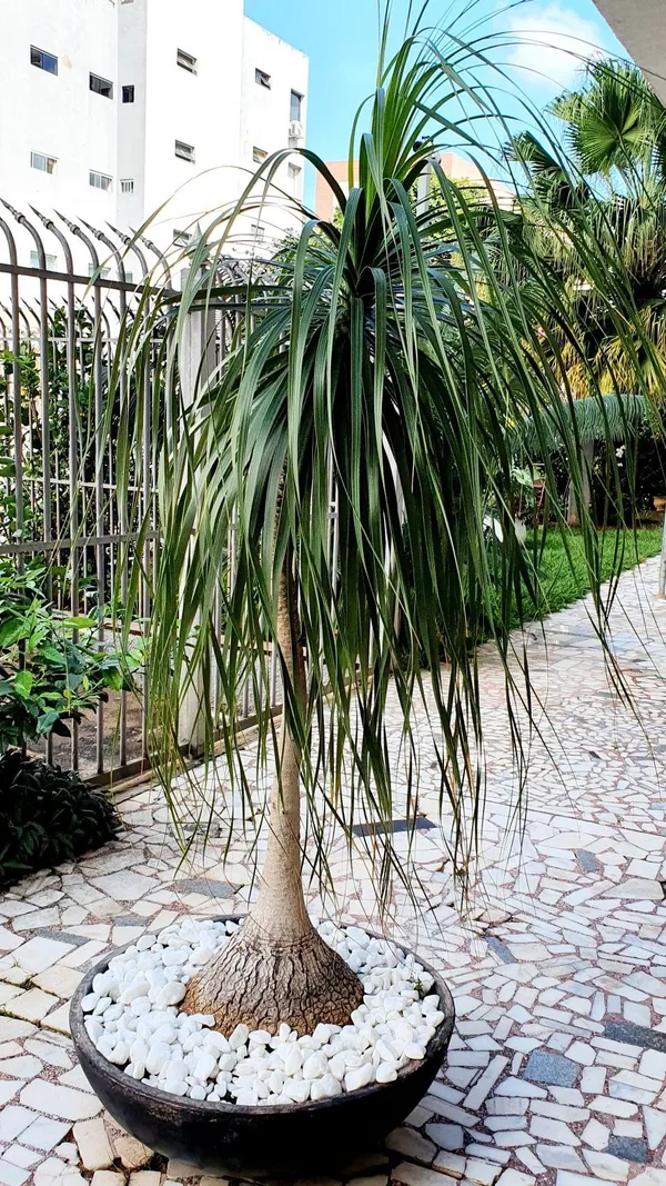 Greenery_Nursery®_Ponytail_Palm_Best_Indoor/Outdoor_Plant_For_Home/Office/Garden_Decor,_Pack_Of_1