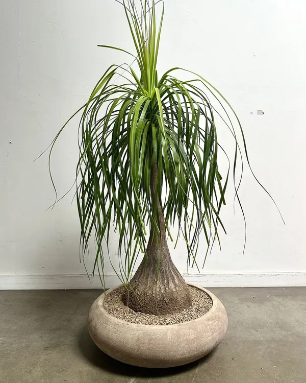 Greenery_Nursery®_Ponytail_Palm_Best_Indoor/Outdoor_Plant_For_Home/Office/Garden_Decor,_Pack_Of_1