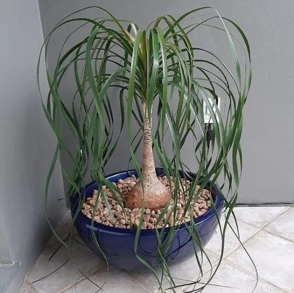 Greenery_Nursery®_Ponytail_Palm_Best_Indoor/Outdoor_Plant_For_Home/Office/Garden_Decor,_Pack_Of_1