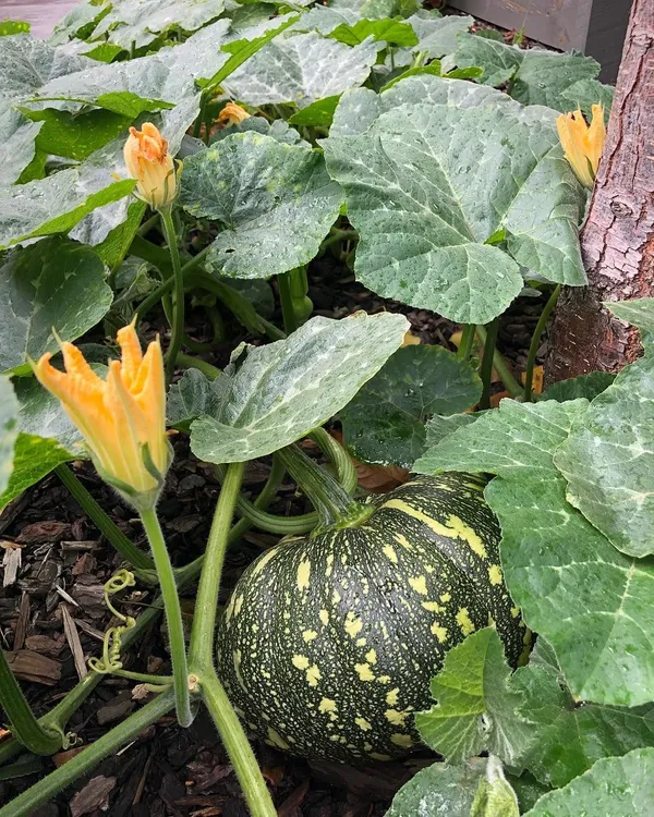 Greenery_Nursery®_Pumpkin_Seeds_(0-30_Pices)_For_Home_Garden,_Pack_Of_1