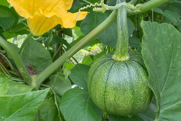 Greenery_Nursery®_Pumpkin_Seeds_(0-30_Pices)_For_Home_Garden,_Pack_Of_1