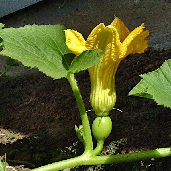 Greenery_Nursery®_Pumpkin_Seeds_(0-30_Pices)_For_Home_Garden,_Pack_Of_1