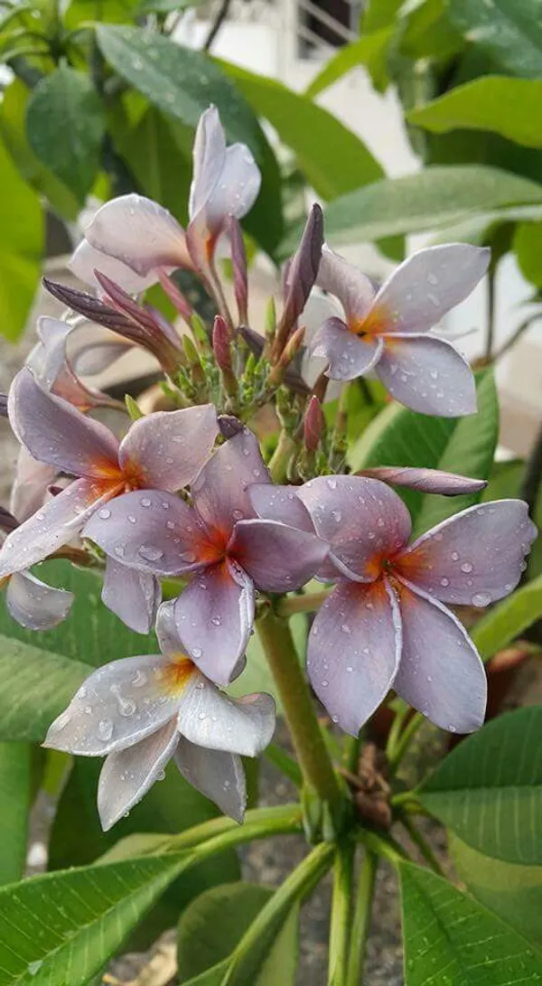 Greenery_Nursery®_Purple_Plumeria_Rare_Variety_Flower_Plant_&_Tree_For_Home_Garden_(1.5-3.5_Ft_Height)_Pack_Of_1