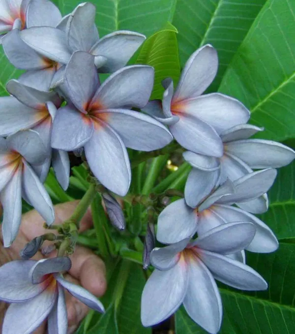 Greenery_Nursery®_Purple_Plumeria_Rare_Variety_Flower_Plant_&_Tree_For_Home_Garden_(1.5-3.5_Ft_Height)_Pack_Of_1