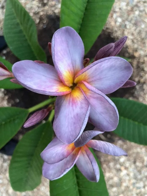 Greenery_Nursery®_Purple_Plumeria_Rare_Variety_Flower_Plant_&_Tree_For_Home_Garden_(1.5-3.5_Ft_Height)_Pack_Of_1