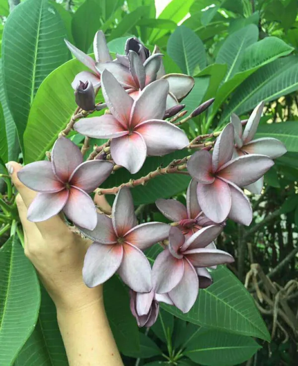 Greenery_Nursery®_Purple_Plumeria_Rare_Variety_Flower_Plant_&_Tree_For_Home_Garden_(1.5-3.5_Ft_Height)_Pack_Of_1