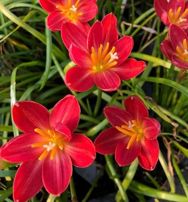 Greenery_Nursery®_Rain_Lily_Mix_Flower_Bulbs_(Pack_Of_1)_For_Your_Home_Garden