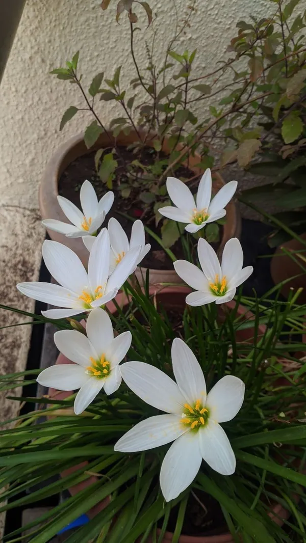 Greenery_Nursery®_Rain_Lily_Mix_Flower_Bulbs_(Pack_Of_1)_For_Your_Home_Garden