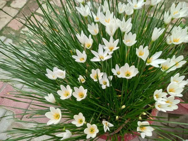 Greenery_Nursery®_Rain_Lily_Mix_Flower_Bulbs_(Pack_Of_1)_For_Your_Home_Garden