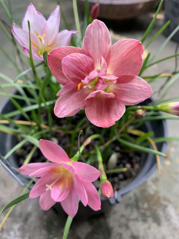 Greenery_Nursery®_Rain_Lily_Mix_Flower_Bulbs_(Pack_Of_1)_For_Your_Home_Garden