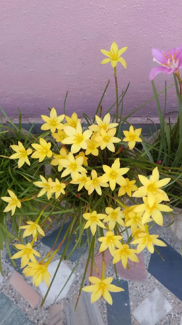 Greenery_Nursery®_Rain_Lily_Mix_Flower_Bulbs_(Pack_Of_1)_For_Your_Home_Garden
