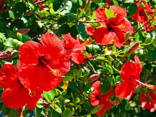 Greenery_Nursery®_Red_Queen_Hibiscus_Flowering_Plant_&_Tree_(1.5-3.5_Ft_Height)_For_Home_Garden,_Pack_Of_1