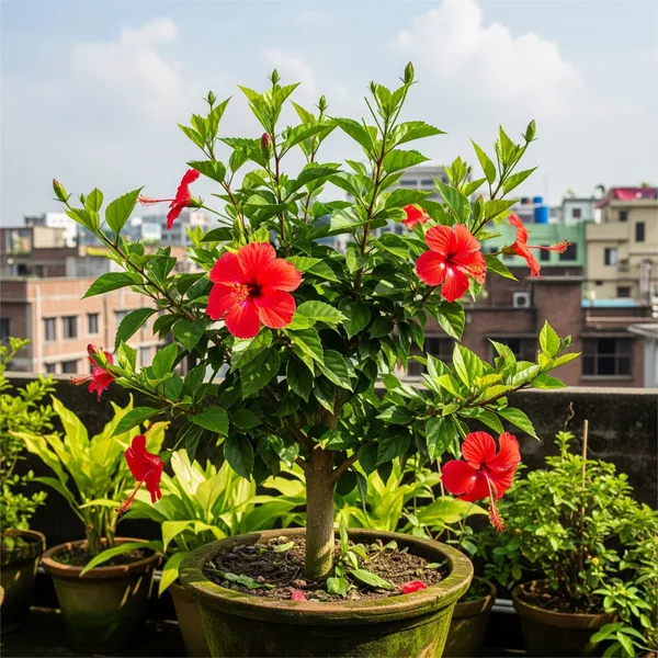 Greenery_Nursery®_Red_Queen_Hibiscus_Flowering_Plant_&_Tree_(1.5-3.5_Ft_Height)_For_Home_Garden,_Pack_Of_1