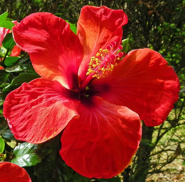 Greenery_Nursery®_Red_Queen_Hibiscus_Flowering_Plant_&_Tree_(1.5-3.5_Ft_Height)_For_Home_Garden,_Pack_Of_1
