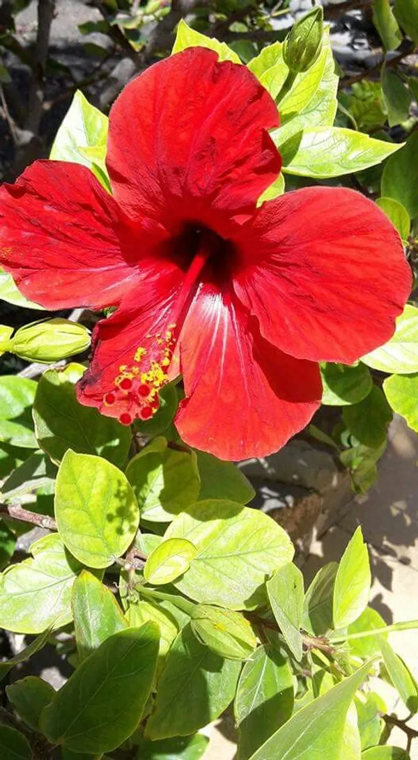 Greenery_Nursery®_Red_Queen_Hibiscus_Flowering_Plant_&_Tree_(1.5-3.5_Ft_Height)_For_Home_Garden,_Pack_Of_1